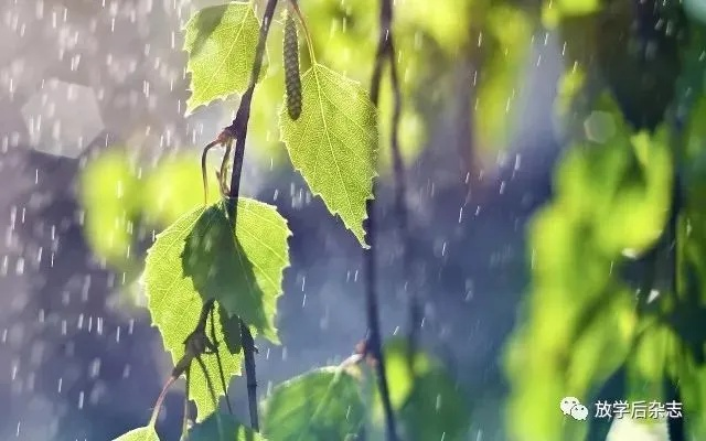 雨声入梦来 雨声入梦来