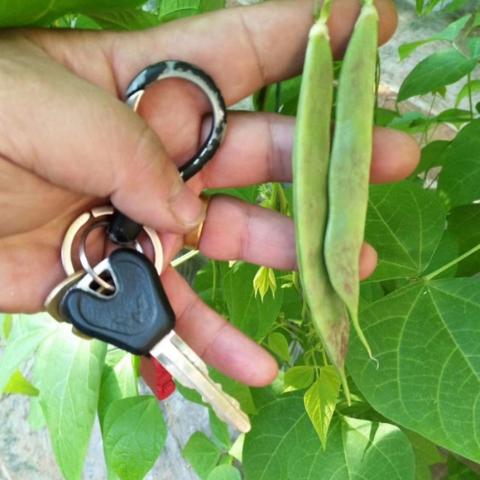 寿光天气，一片绿叶背后的风云变幻