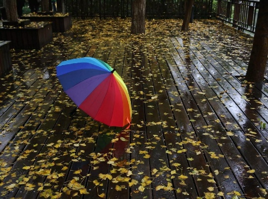 全天腾讯分分彩-雨落梧桐,上海的秋意渐深 全天腾讯分分彩-雨落梧桐,上海的秋意渐深