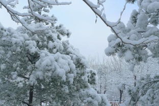 全国下雪实时查询，足不出户，看遍华夏雪景