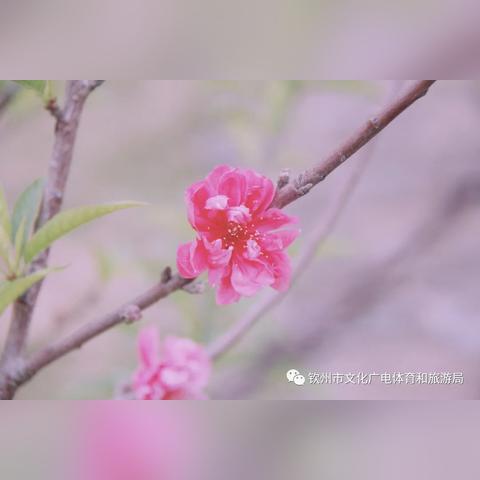 钦州天气,海风里的温柔与无常 钦州天气,海风里的温柔与无常