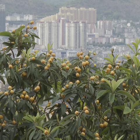 大兴的天气，不只是一种气候，更是一种生活